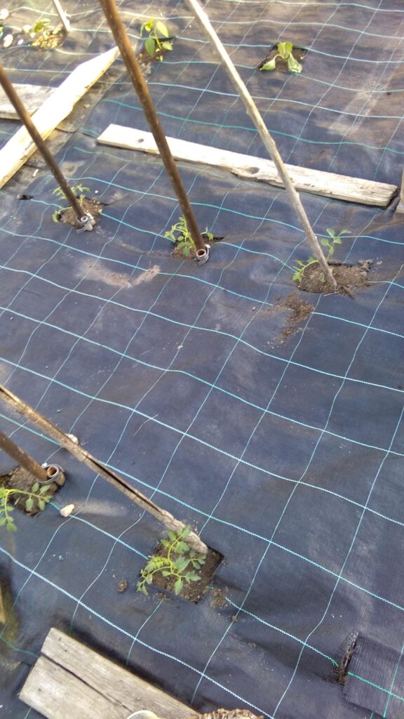 Datterini aggiuntivi trapiantati