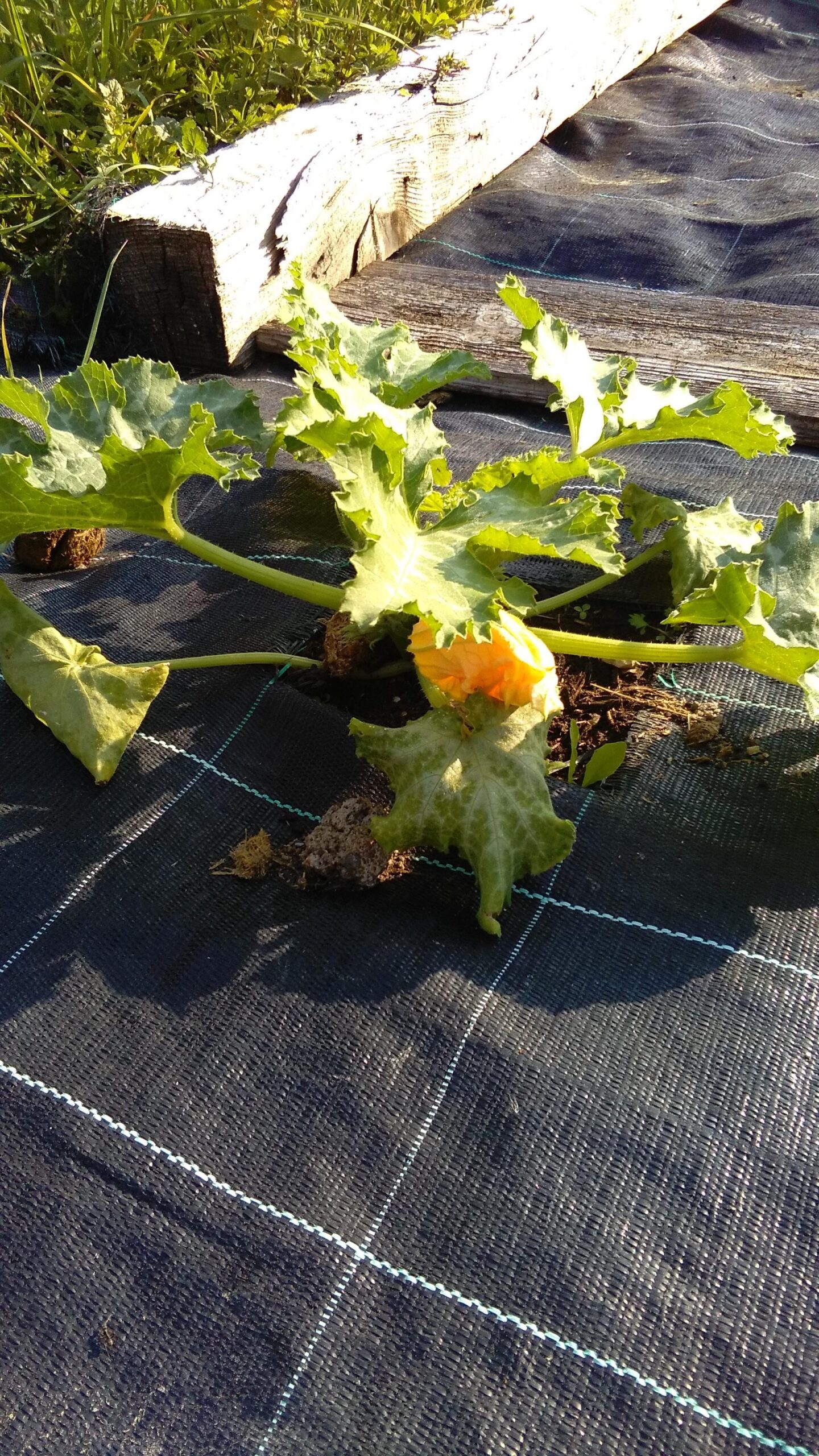 Fiore di zucchina