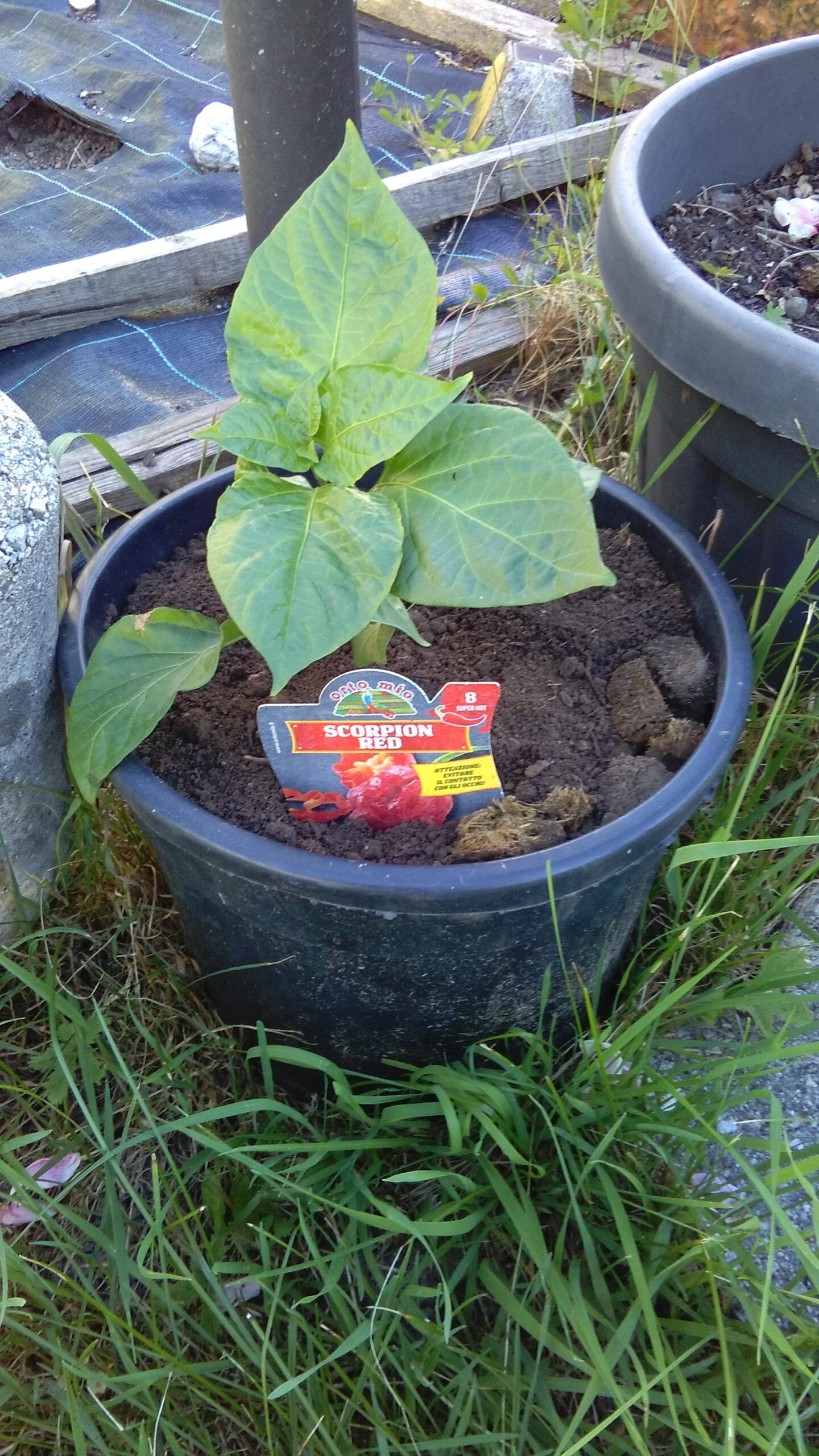 Trapianto datterini e peperoncino