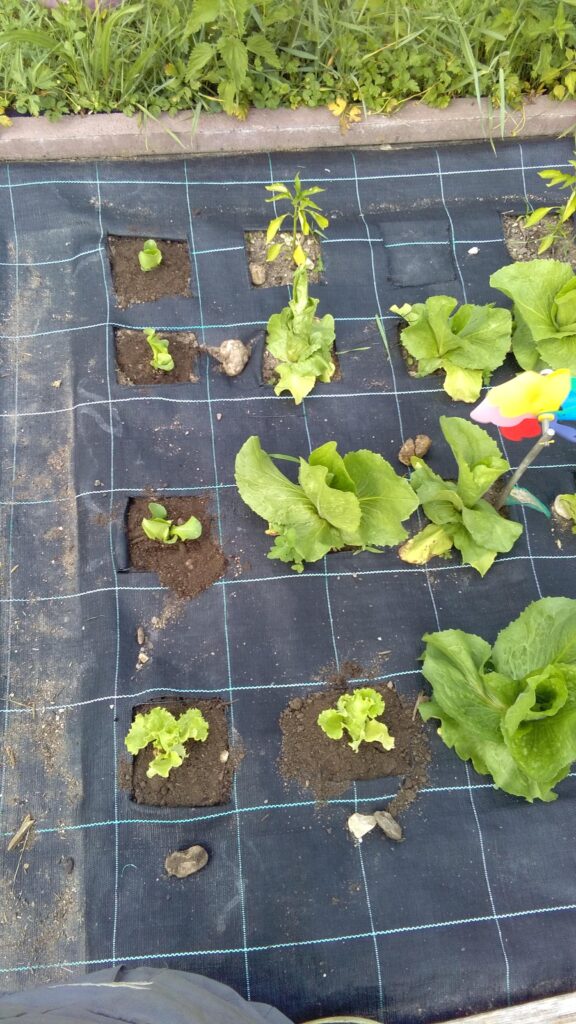 Insalate trapiantate in ordine sparso