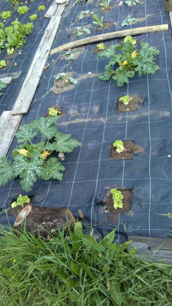 Insalate trapiantate in ordine sparso
